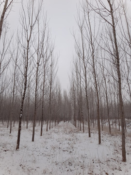 雪景