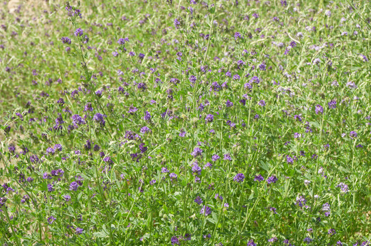 紫苜蓿花丛