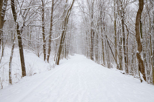 雪景