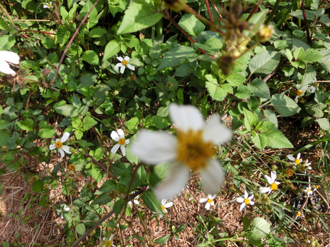 白花鬼针草花