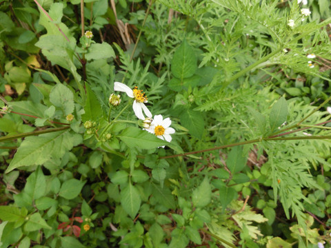 白花鬼针草花