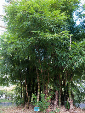 庭院绿化植物绿色的佛肚竹