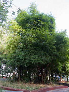 庭院绿化植物绿色的佛肚竹