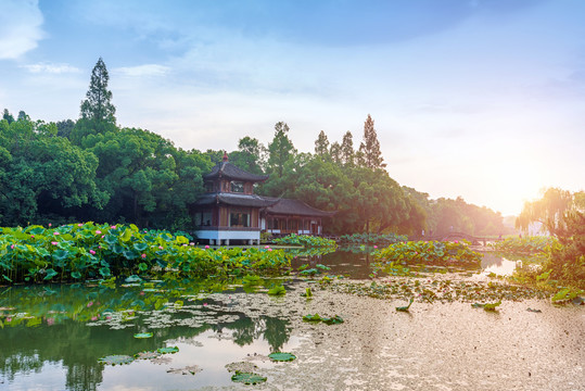 杭州西湖曲院风荷夏景