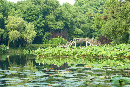 杭州西湖曲院风荷夏景