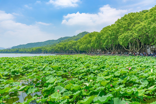 杭州西湖夏天北山街