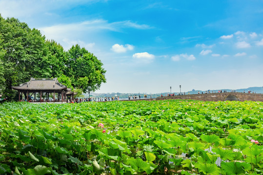 杭州西湖断桥夏景荷叶荷花