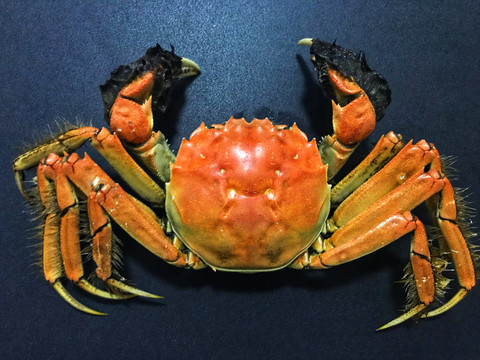 阳澄湖大闸蟹