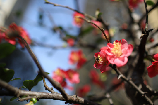 海棠花