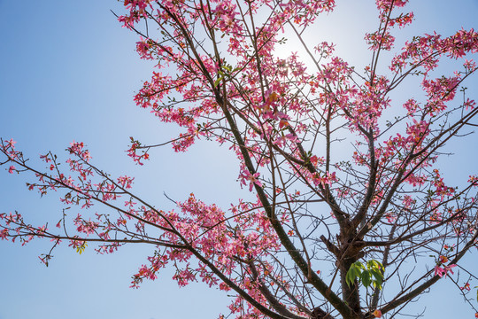 木棉花