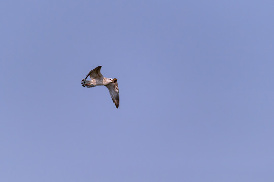 展翅飞翔的海鸥