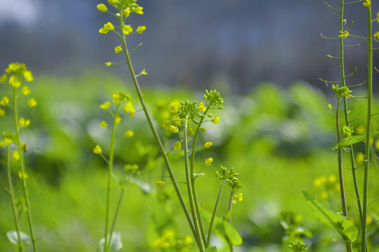 菜花