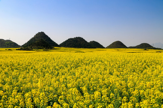 罗平金鸡峰丛油菜花海