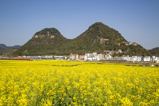 罗平金鸡峰丛油菜花海