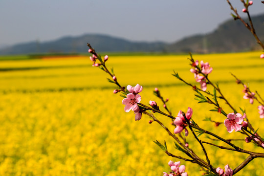 罗平金鸡峰丛油菜花海