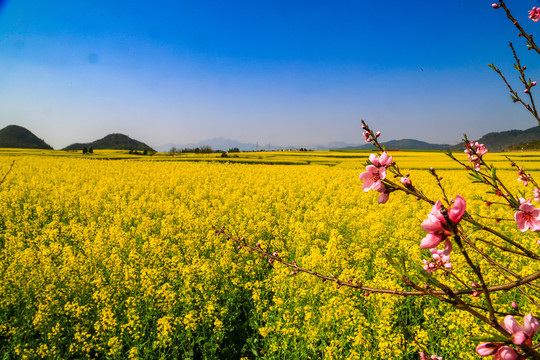 罗平金鸡峰丛油菜花海