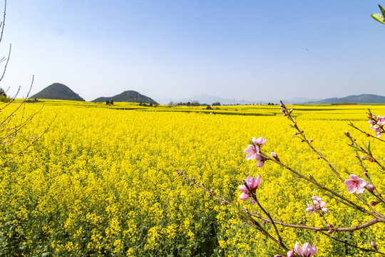 罗平金鸡峰丛油菜花海