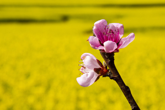 罗平金鸡峰丛油菜花海