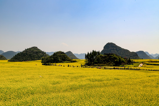 罗平金鸡峰丛油菜花海