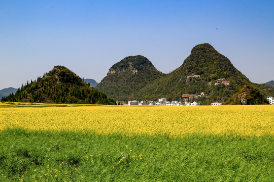 罗平金鸡峰丛油菜花海