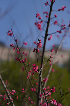 春日红梅