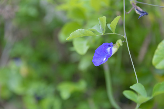 蓝蝴蝶花