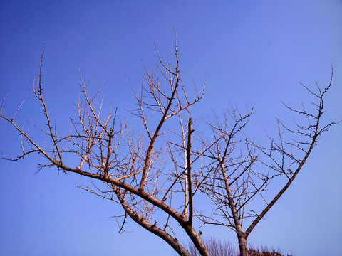 树枝天空