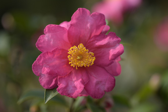 茶花