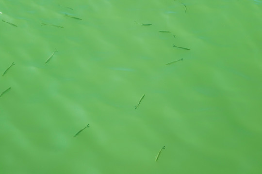 绿水小河鱼