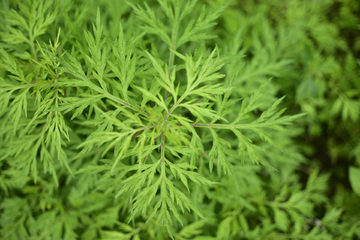 艾草