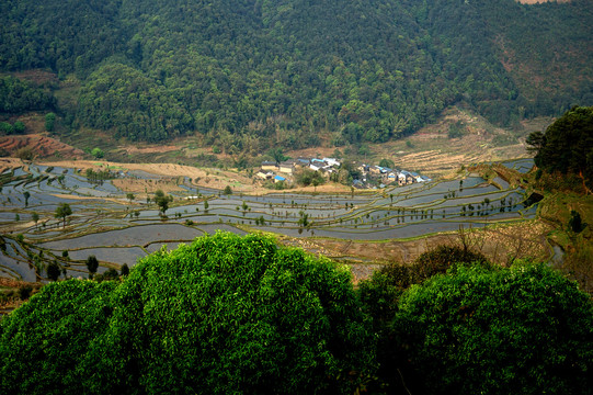 红河梯田