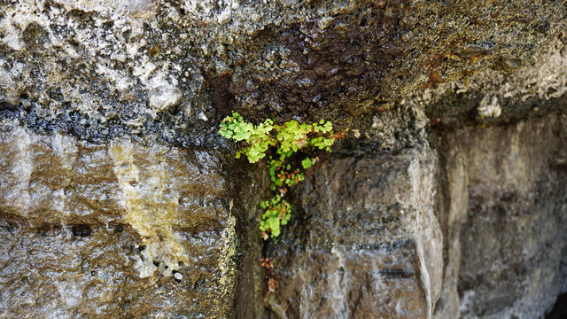 岩石缝苔藓
