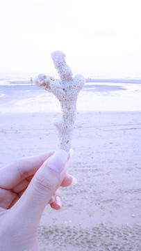 海滩珊瑚
