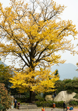武当山银杏树