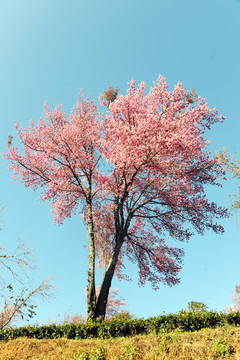 南涧樱花谷