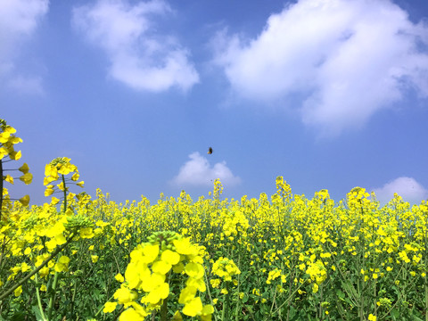 菜籽花和天空