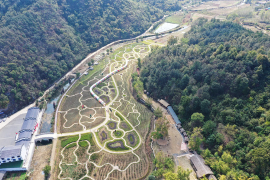 千年银杏树