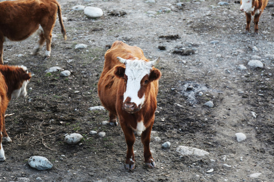 新疆牛