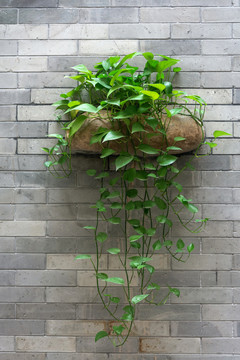 墙壁上的盆栽
