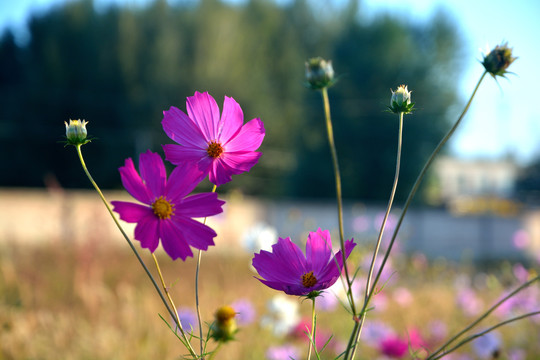 格桑花