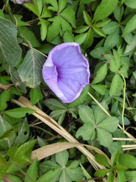 五爪金龙花