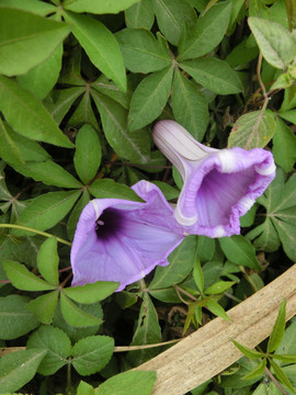五爪金龙花
