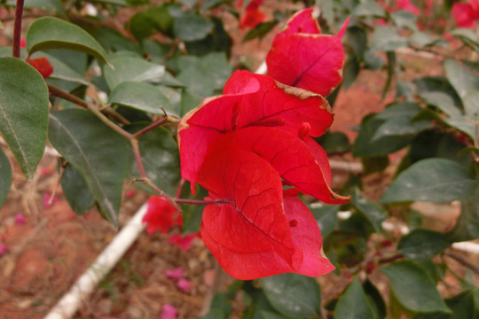 叶子花