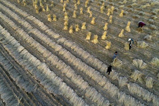 中国农村生产生活场景