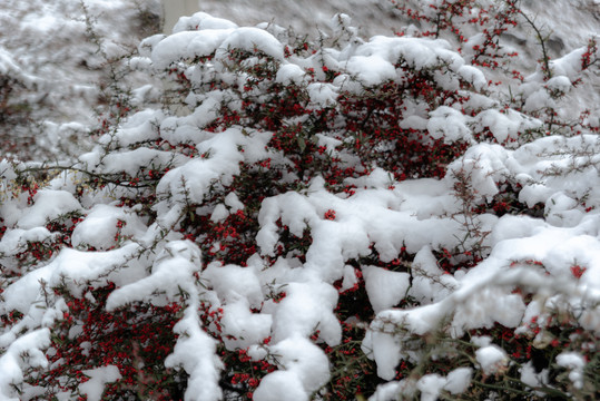 树枝上的积雪