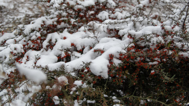 树枝上的积雪