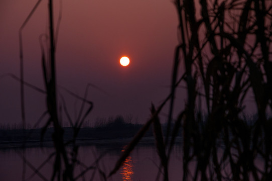 芦苇滩日落