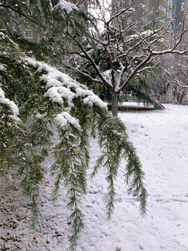 雪中松枝