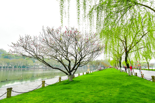 杭州西湖白堤的绿草地和桃红柳绿