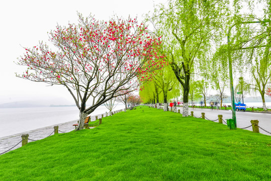 杭州西湖白堤的绿草地和桃红柳绿
